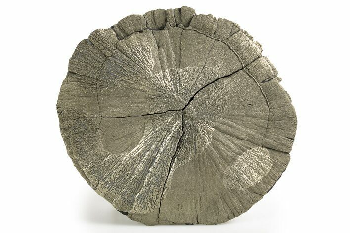 Bargain Large Pyrite Sun - Sparta, Illinois #315830